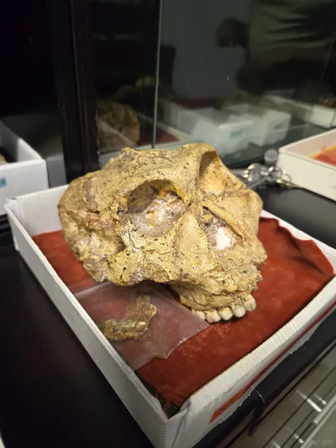 🇿🇦 Ditsong Museum of Natural History in Pretoria, South Africa