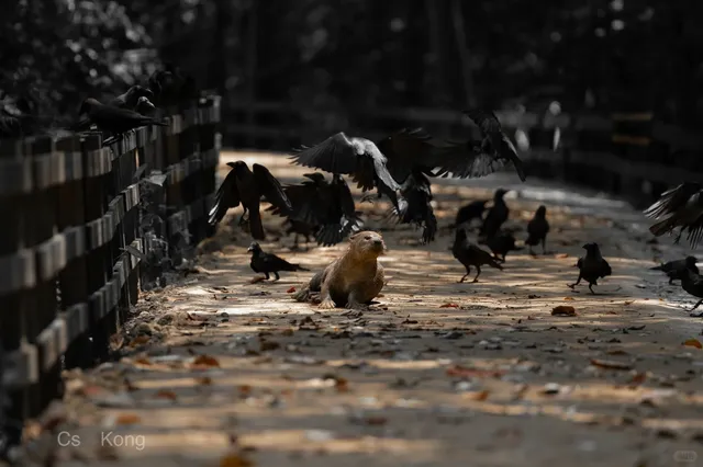 Sungei Buloh Wetland Reserve 🍃