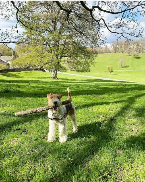 🇬🇧 Hidden Gem｜Sheffield's Fairytale Village ✨