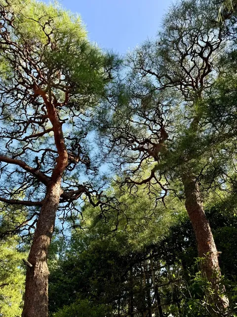 Tokyo's Must-Visit Traditional Japanese-Style Café(2) 🌟