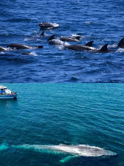 Los Angeles | Whale Watching Tour 🐋