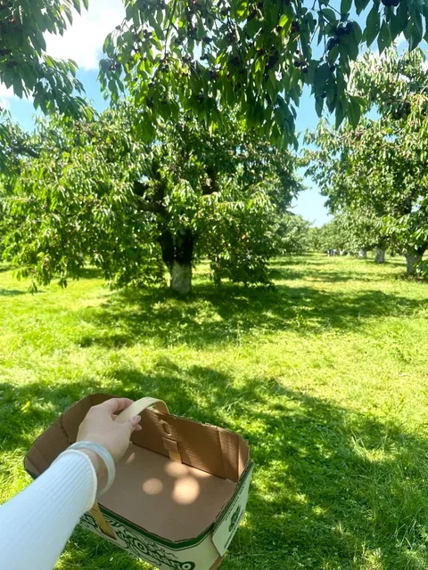 🇨🇦 Cherry Picking at MATHIAS FARMS 🍒 | An Overflowing Harvest!