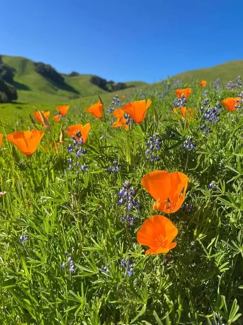 Finally! Found a Poppy Hiking Spot in the Bay Area! 🥹🌼