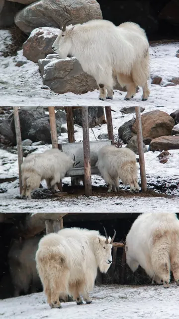 🇨🇦 Report! Paid the toll: 30 carrots! 🥕🚗