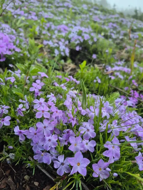 🇨🇦 ​​Elk Mountain: Vancouver's Mini Swiss Escape!​​ 🏔️✨