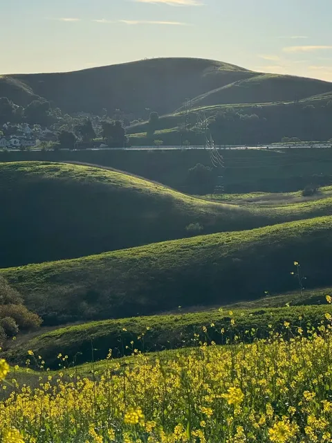 Chino Hills Flower Fields Are Blooming in January! 🌼