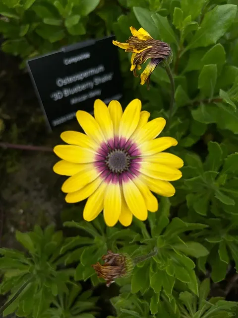  Birmingham Botanical Gardens – A Summer Must-Visit!！！！🌿