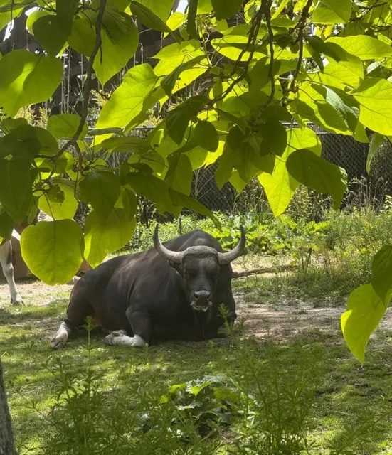 St. Louis Vibes | Exploring America's Best Zoo