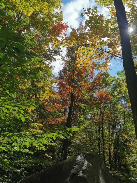 🍁 A Taste of Early Autumn in Algonquin | The Leaves Are Turning!