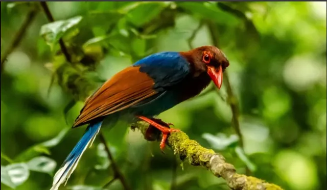 Sri Lanka's Rare and Beautiful Birds