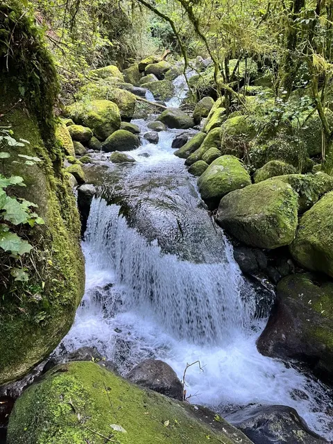 🇳🇿 Best Hikes Near Hamilton: Wairere Falls Adventure! 🌿💦
