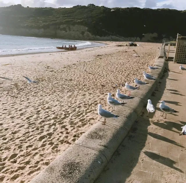 🌟 Melbourne Travel Guide: How to Experience the Cultural Capital ☕️