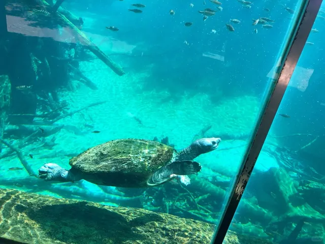 🦒 Fort Worth Zoo – A Must-Visit in Texas! 🌿