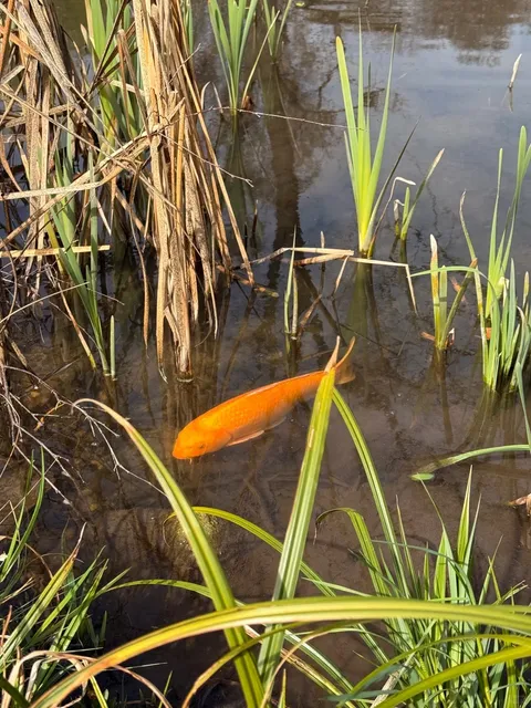 Szeged | Botanical Garden | A Moment with Flowers 🌸📸