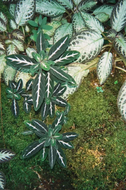 Beautiful Botanical Garden