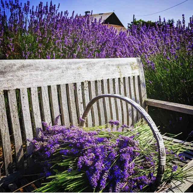 Lavender Farms Near Seattle