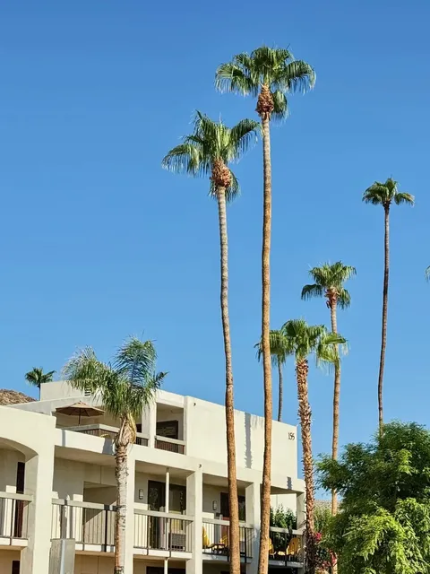 🇺🇸 California｜Palm Springs Takes Vacation Vibes to the Next Level 🌴