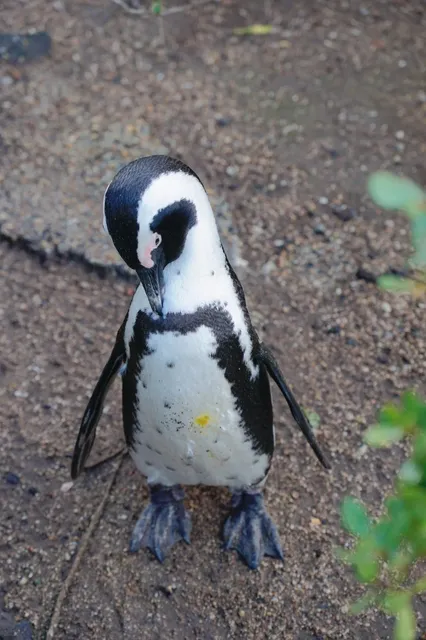 🇿🇦 Cape Town Penguin Spotting - FREE Option!