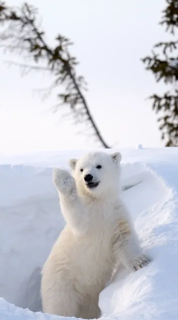 Churchill, Manitoba – Polar Bear Cubs & Climate Wake-Up Call