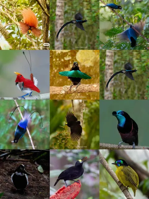 🇵🇬 Mount Hagen Cultural Immersion - A Journey Through Time