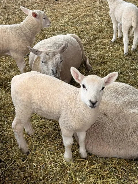 Madison｜Havens Petting Farm 🐑🦙🐎🐓🐈🦃🦢🐫