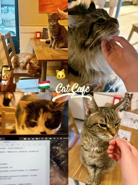 Who became blissfully happy in a cat cafe in Budapest?