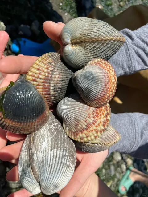 ​​Clam Digging at Lisabeula Park, Seattle on June 28th​​