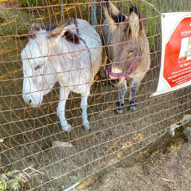 Eucalyptus Trail in Chino Hills: A Walk With Donkeys & Nature 🐴🌿