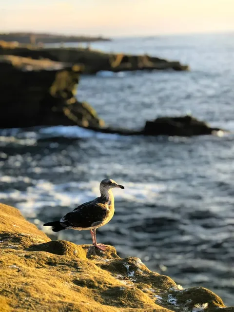 Watching San Diego’s Ocean Sunset Over and Over Again