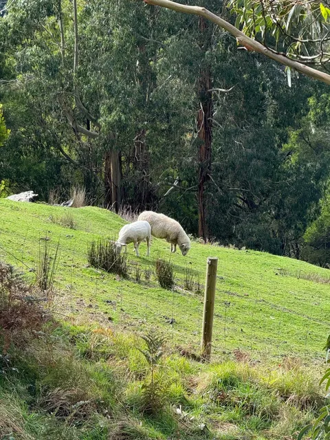 Australia Travel Guide: Melbourne on a Budget (15k RMB Total!) 🫶🏻😽