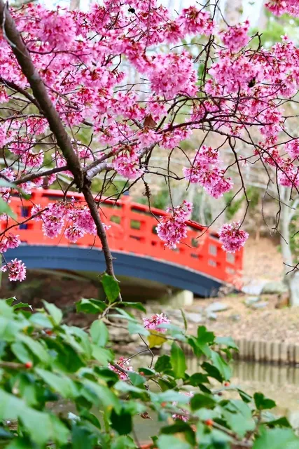 North Carolina Life | Duke🌸 Duke Gardens—Cherry Blossom Season!