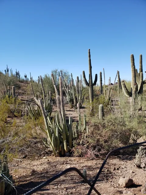 🌵🌴 Desert Botanical Garden: Phoenix’s Desert Oasis!