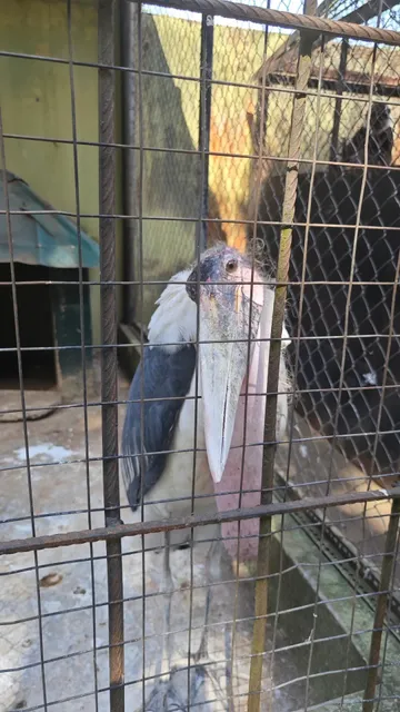 🇳🇬 Study Abroad Diaries | UI Zoo - Where a Chimp Flirted With Me! 🦍