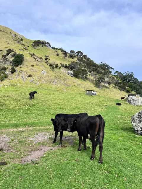 🌿 A Day in Whangārei: Nature’s Serenade