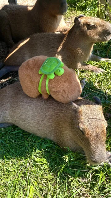 Vancouver | Exploring the 🦁 Zoo