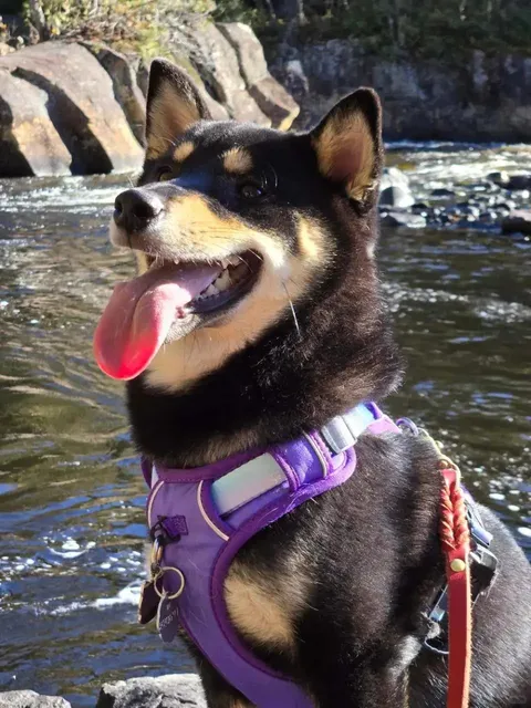 Doncaster River Park | Sunlit Forests + Crystal Clear Streams 🌲💦