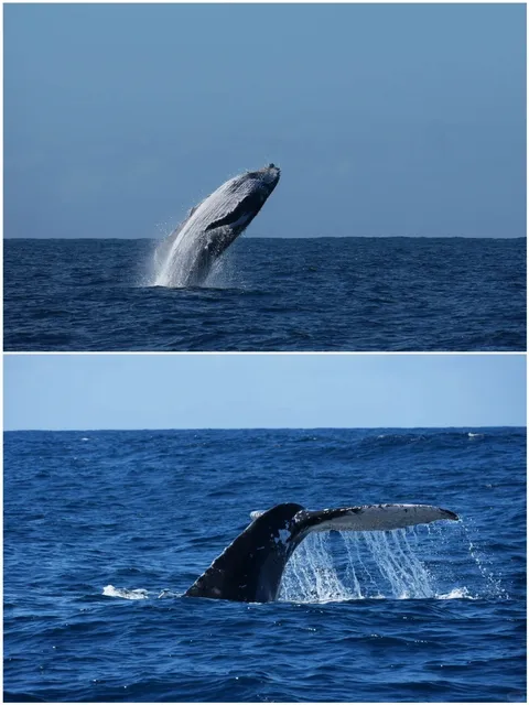 Finally spotted whales in Brisbane