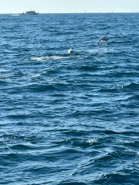 🐋 Newport Beach Whale Watching Guide ✨