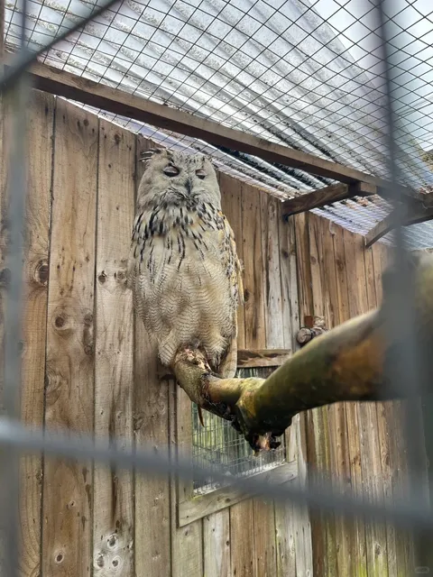 ​​🦉 Must-Visit! Road Trip from Glasgow to See Owls! 🚗✨​​
