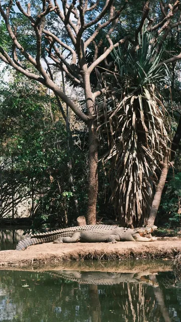 Townsville’s Wild Side: A Zoo Where Adventure Roars 🦘📸