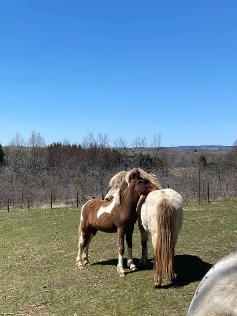 🇨🇦 A Charming Little Farm Near Toronto 🚜🌾