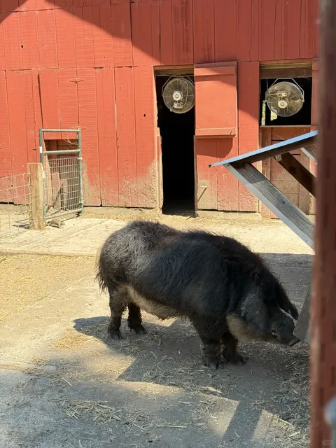 A Perfect Farm Trail for Family Walks & Animal Encounters 🐄🌳