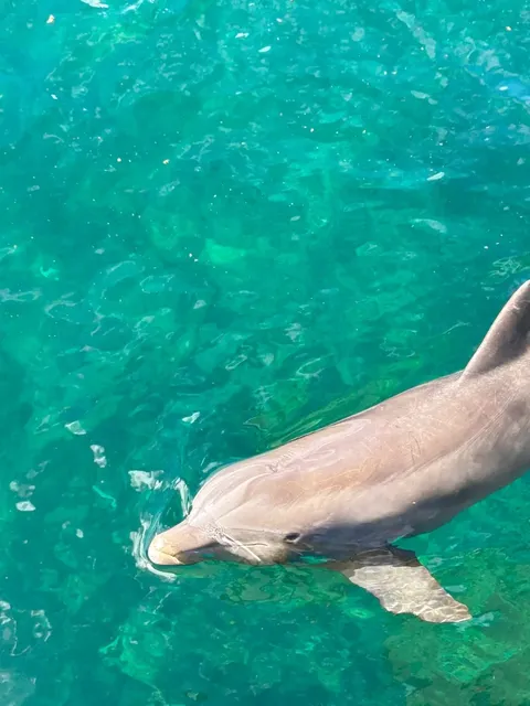 🐠 Sea Life Park Hawaii - Oahu's Marine Wonderland