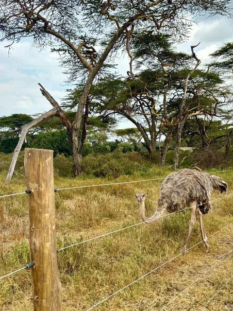 🌿 Lake Naivasha Day Trip: Walk with Wild Friends!