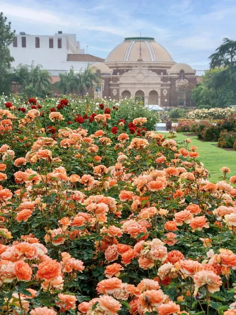 Los Angeles Rose Garden: California Roses in Full Bloom! 🌹✨