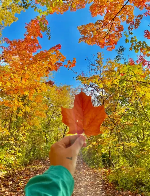 Toronto | You Must Know About This Leaf-Peeping Spot in Downtown Toronto 🍁