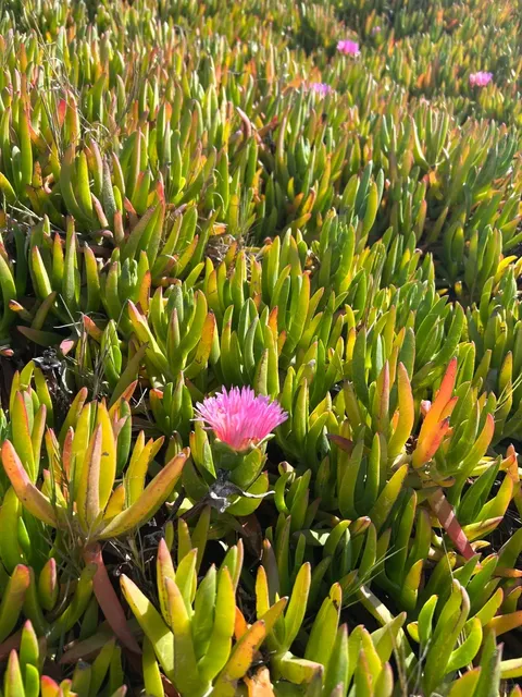 Del Mar Beach: San Diego’s Ultimate "Lie Flat" Paradise