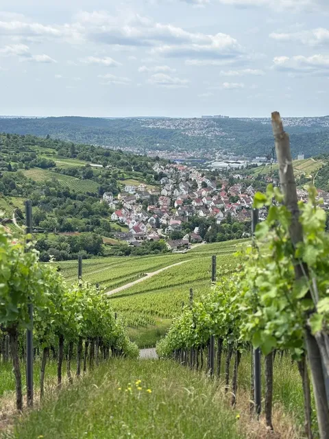 🇩🇪 Stuttgart Wine Trail | A Scenic Half-Day Hike Through Vineyards