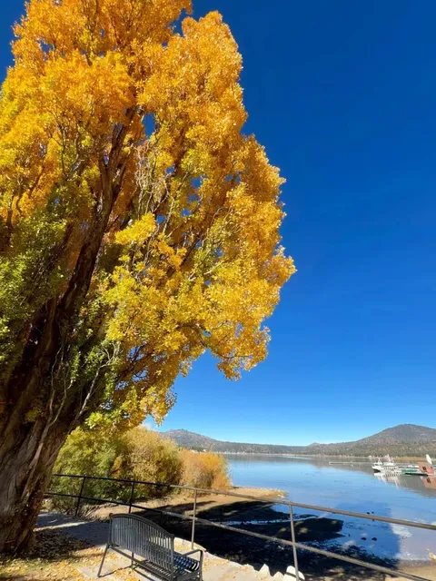 🍁 Big Bear Lake Fall Colors Still Peaking! (as of Nov 2)