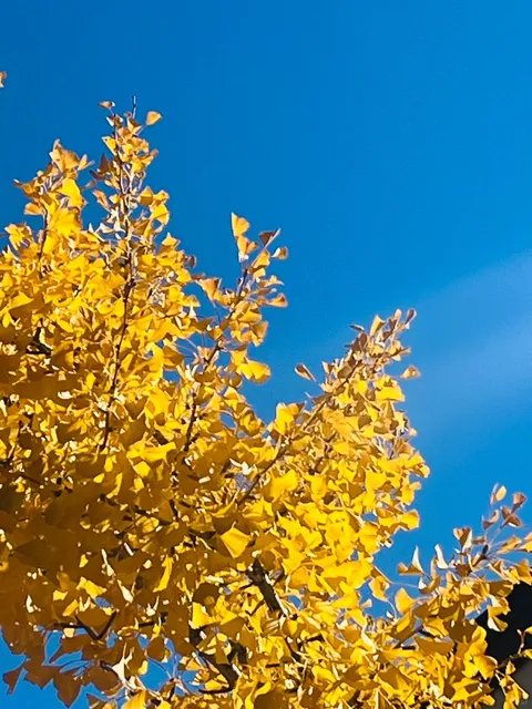 Day Trip from LA 🍁 A Stunning Spot for Viewing Fall Colors‼️